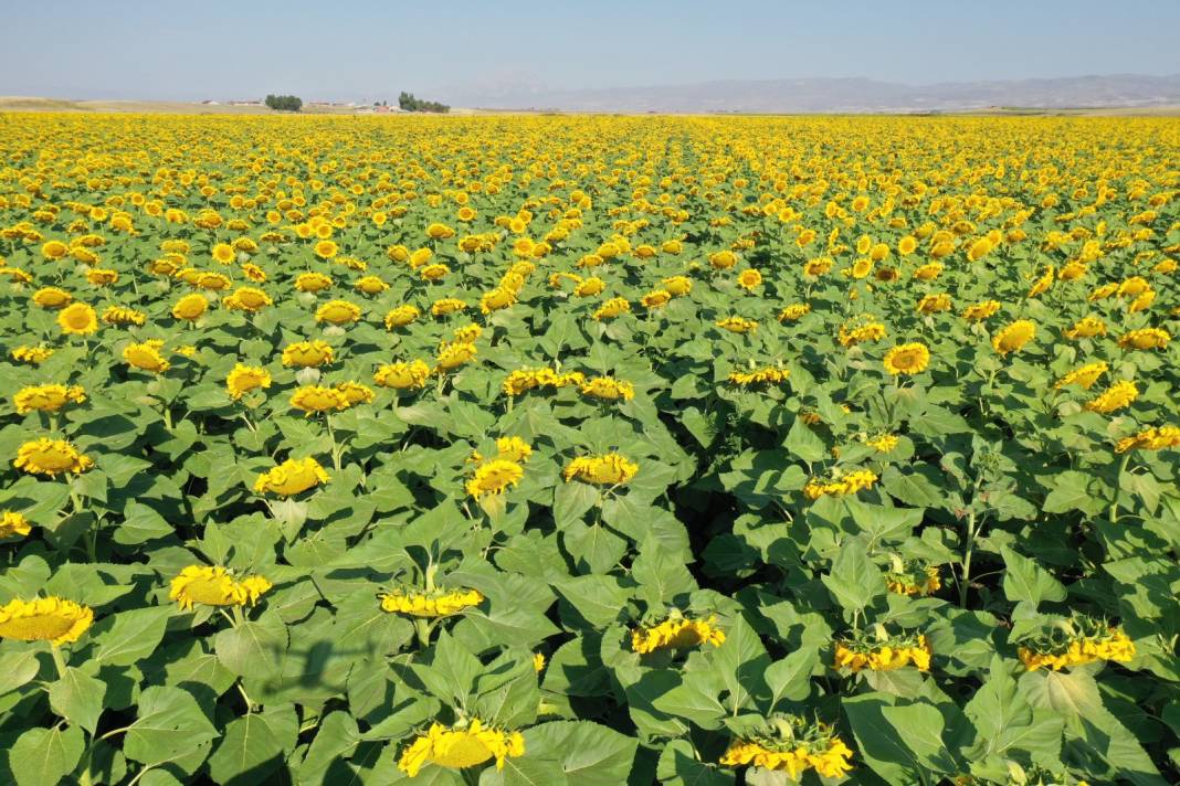 Burası Trakya değil Doğu ilçelerimizden biri! Tarlalar sarıya büründü 1